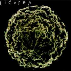 Licorea - Licorea